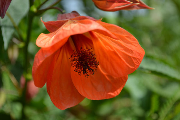 Abutilon