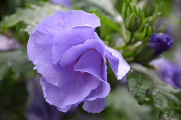 Hibiscus bleu d&rsquo;Australie (Faux hibiscus)