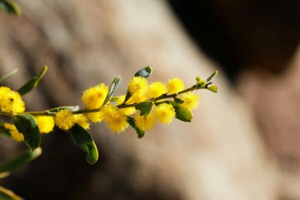 Acacia dictyoneura