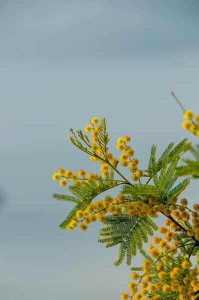 Mimosa parramatta