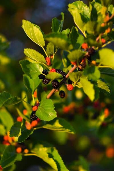 Mûrier à feuilles de platane