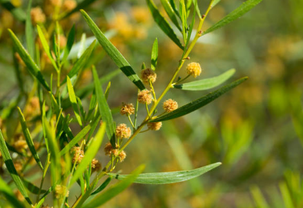 Acacia à feuilles de houblon