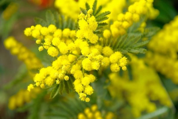 Mimosa d’hiver