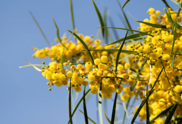 Mimosa orangé