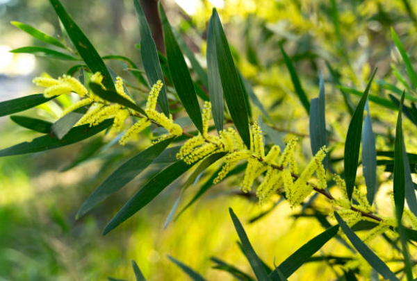 Mimosa chenille