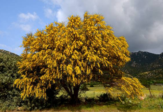 Mimosa pleureur de Ste Hélène