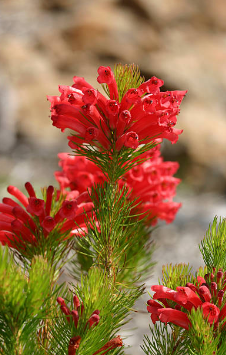 Arbre laineux