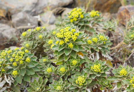 Chrysanthème du Pacifique