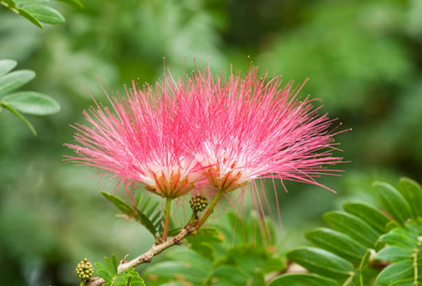 Arbre de soie ‘Ombrella’