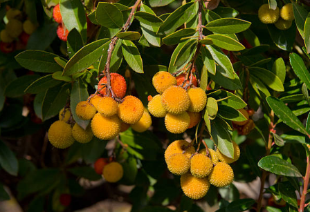 Arbousier des canaries