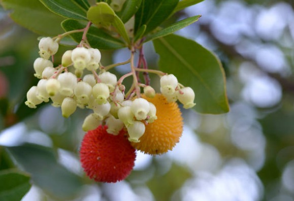 Arbousier, Arbre à fraises