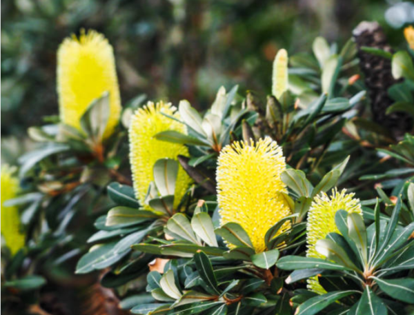 Banksia côtier