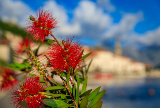 Callistemon masotti Mini Red – Rince bouteille