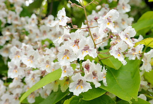 Catalpa de Caroline &lsquo;Nana&rsquo;
