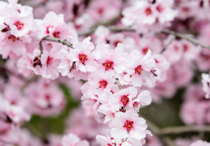 Cerisier à fleurs ‘Nigra’
