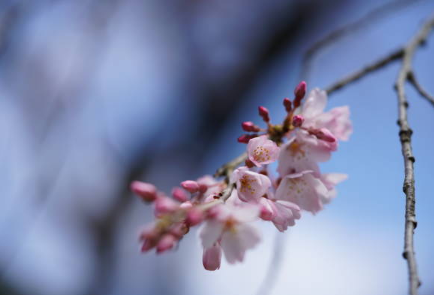 Cerisier du Japon &lsquo;Pendula&rsquo;