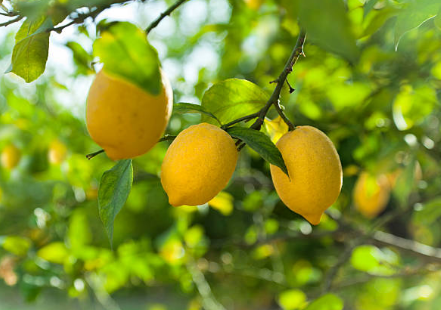 Citronnier des 4 saisons