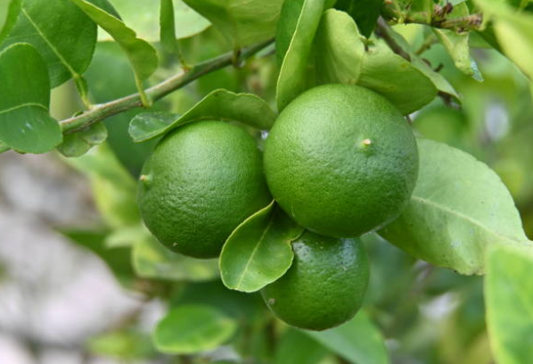 Limettier des Antilles (petit citron vert)