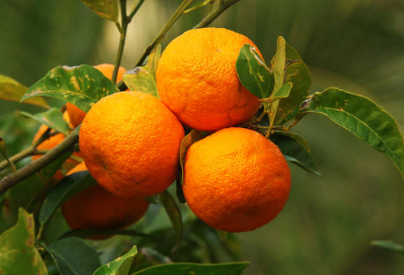 Bigaradier (Orange amère)