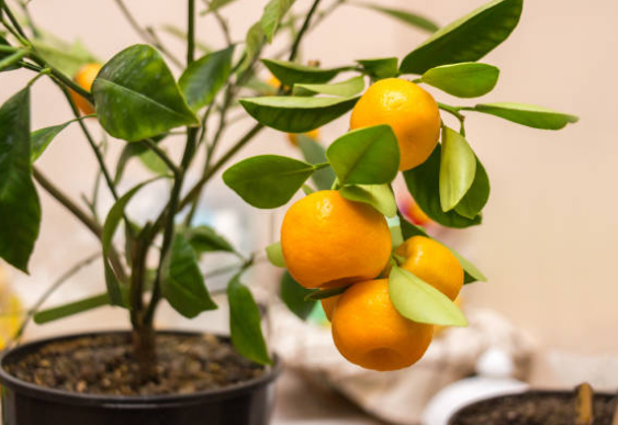 Oranger d’appartement – Calamondin