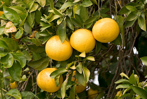 Pamplemousse Pomelo