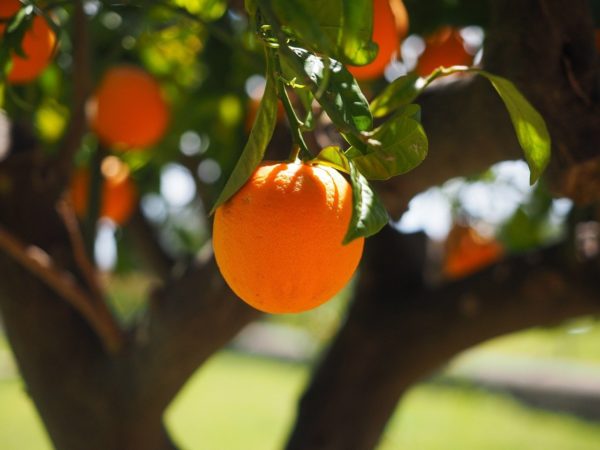 Décembre est arrivé et les agrumes sont fruités !