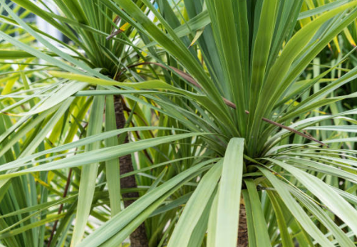 Cordyline à feuilles larges