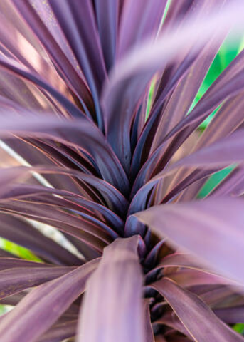 Cordyline pourpre