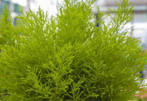 Cyprès de Lambert &lsquo;Goldcrest&rsquo;