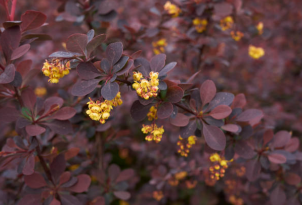 Épine-vinette de Thunberg ‘Atropurpurea’