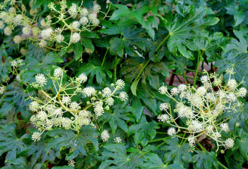 Faux-ricin (Aralia du Japon)