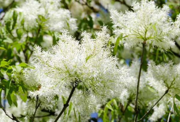 Frêne à fleurs, Frêne à manne