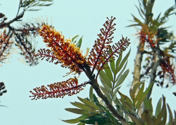 Chêne soyeux d’Australie ou chêne gris