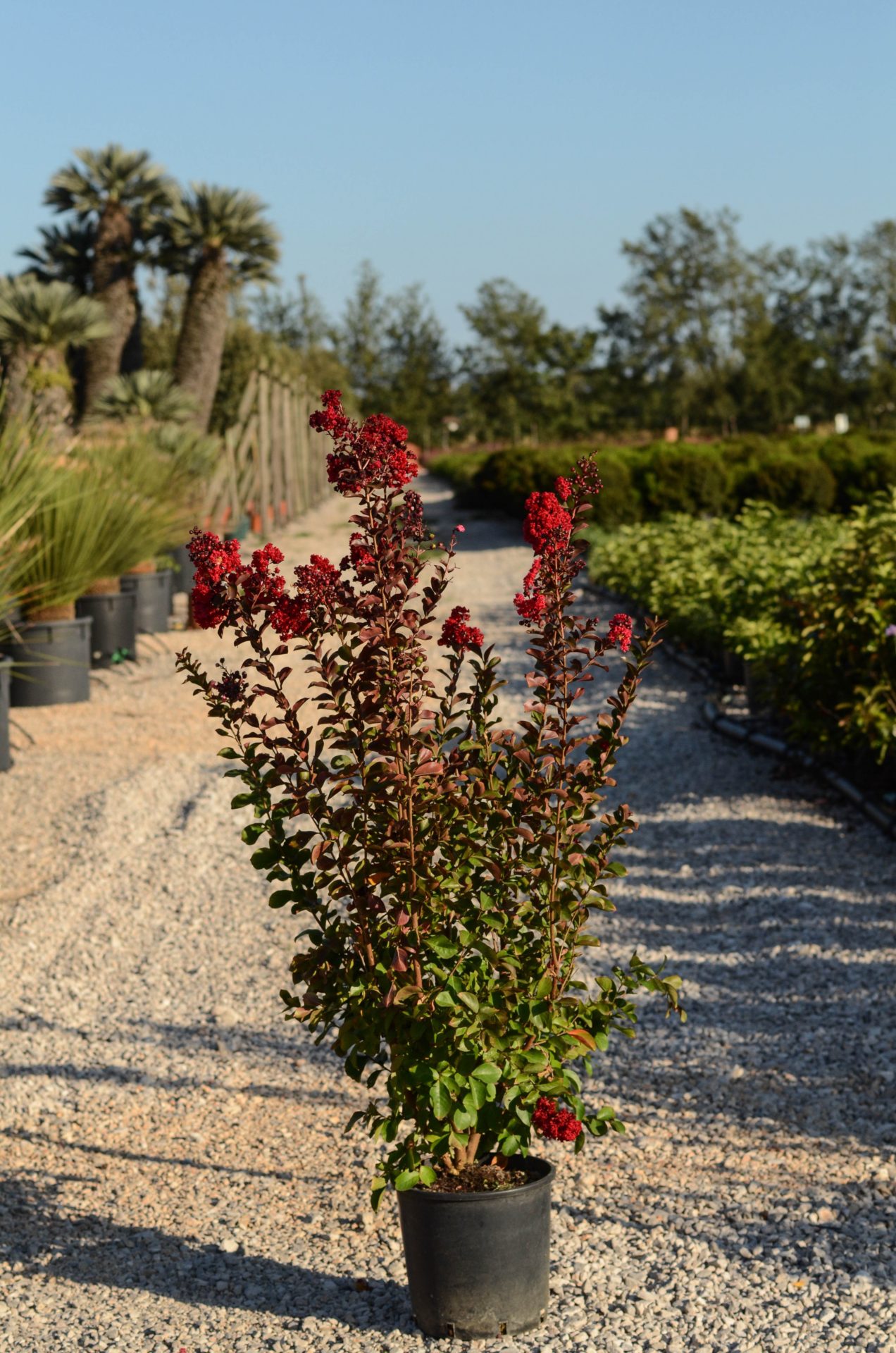 Lilas des Indes