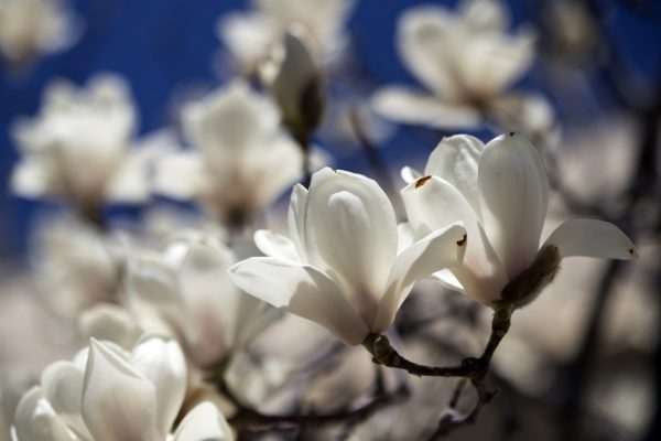 Magnolia dénudé