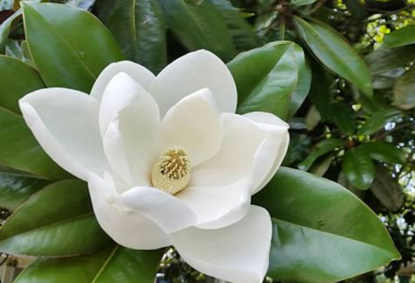 Magnolia à grandes fleurs Galissonière