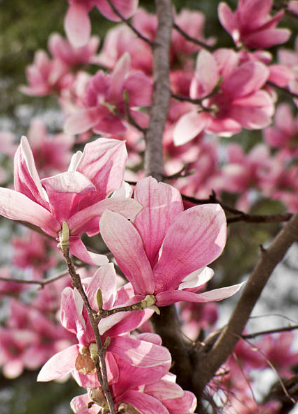 Magnolia x soulangiana