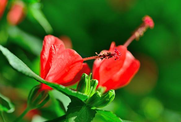 Mauve collante – hibiscus piment