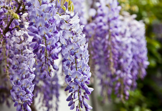 Glycine d’été