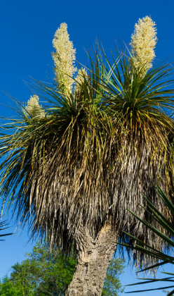 Noline – Beaucarnea