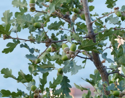 Chêne pubescent, chêne blanc de Provence