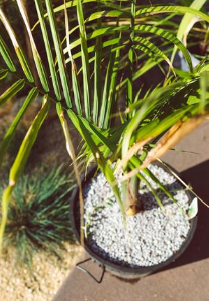 Palmier de Madagascar – Palmier majestueux