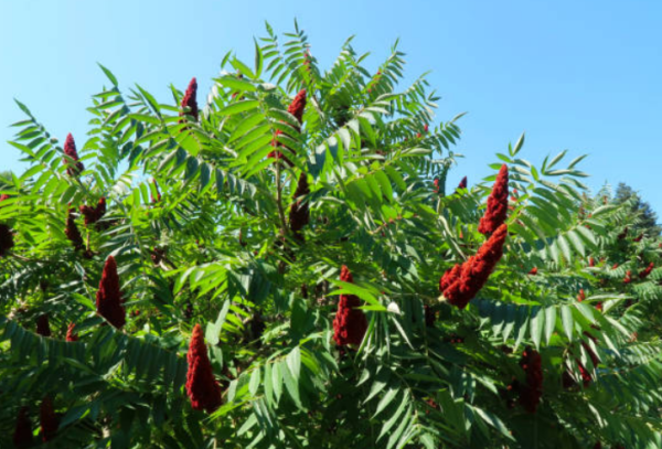 Sumac de Virginie