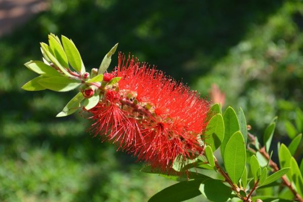 Callistemon citrinus Splendens – Rince-bouteille