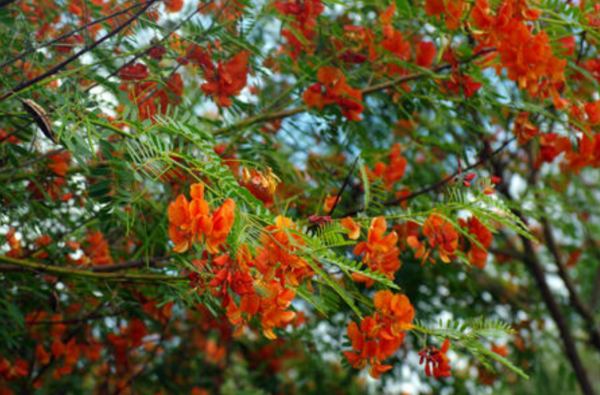Flamboyant d&rsquo;Hyère