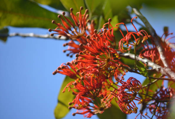 Arbre roue de feu