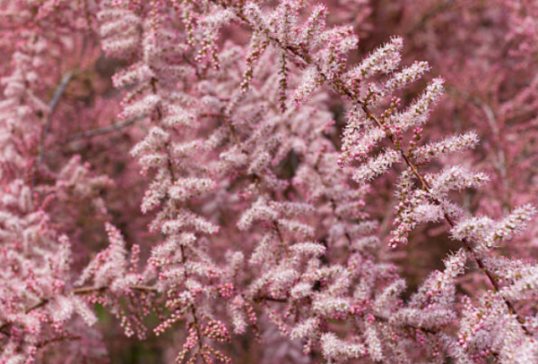 Tamaris à petites fleurs