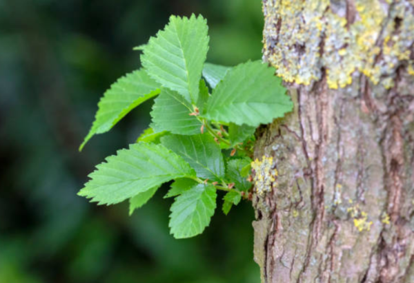 Ulmus &lsquo;Sapporo Autumn Gold&rsquo;