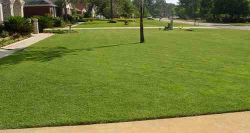 ZOYSIA EMPIRE