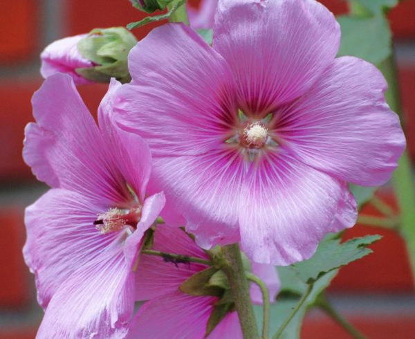 Rose trémière &lsquo;Pleniflora Rosea&rsquo;